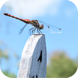 プロが教える上手なお墓のしまいかた