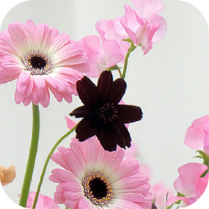 今年のバレンタインは花の贈り物を